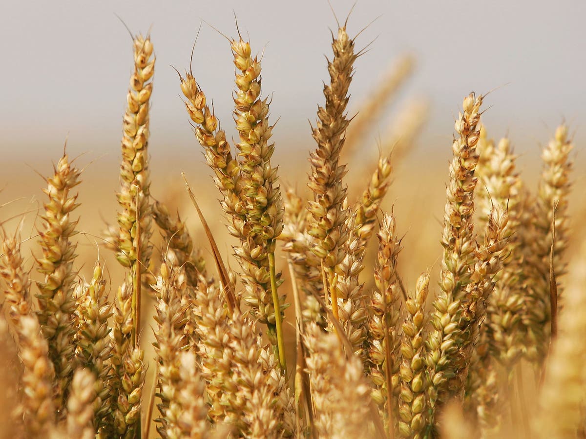 Wheat leaf rust фото 107