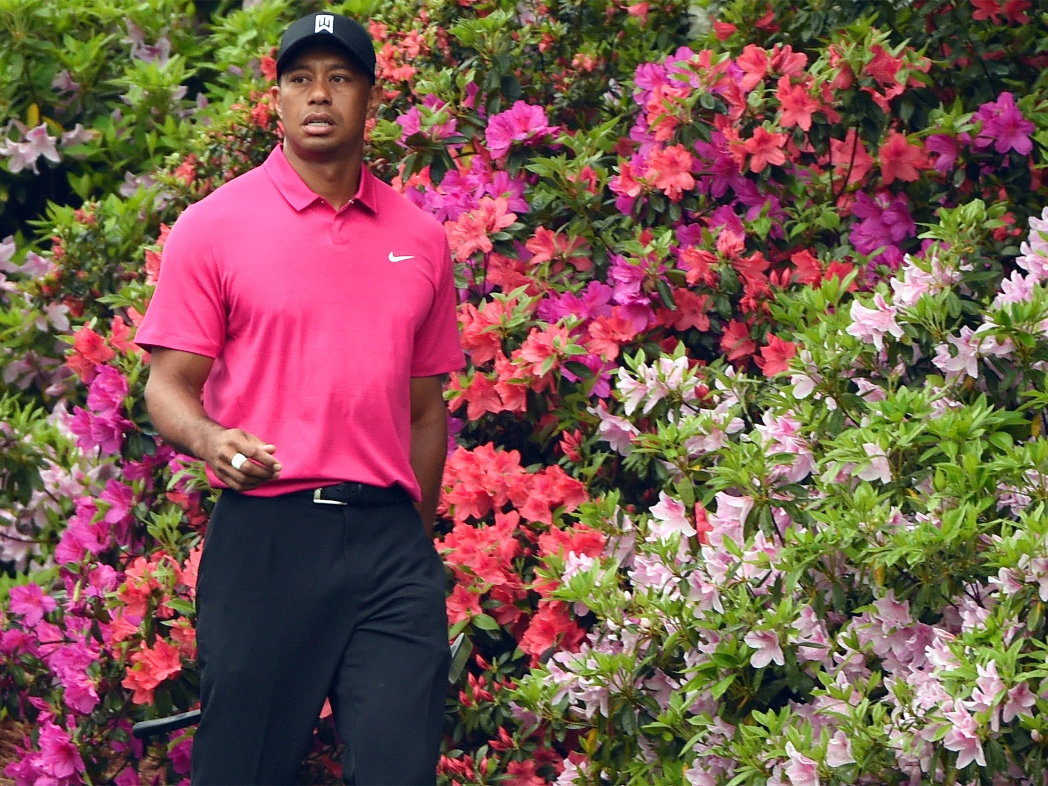 The world No 104 Tiger Woods walks past blooming azaleas at Augusta National on Tuesday