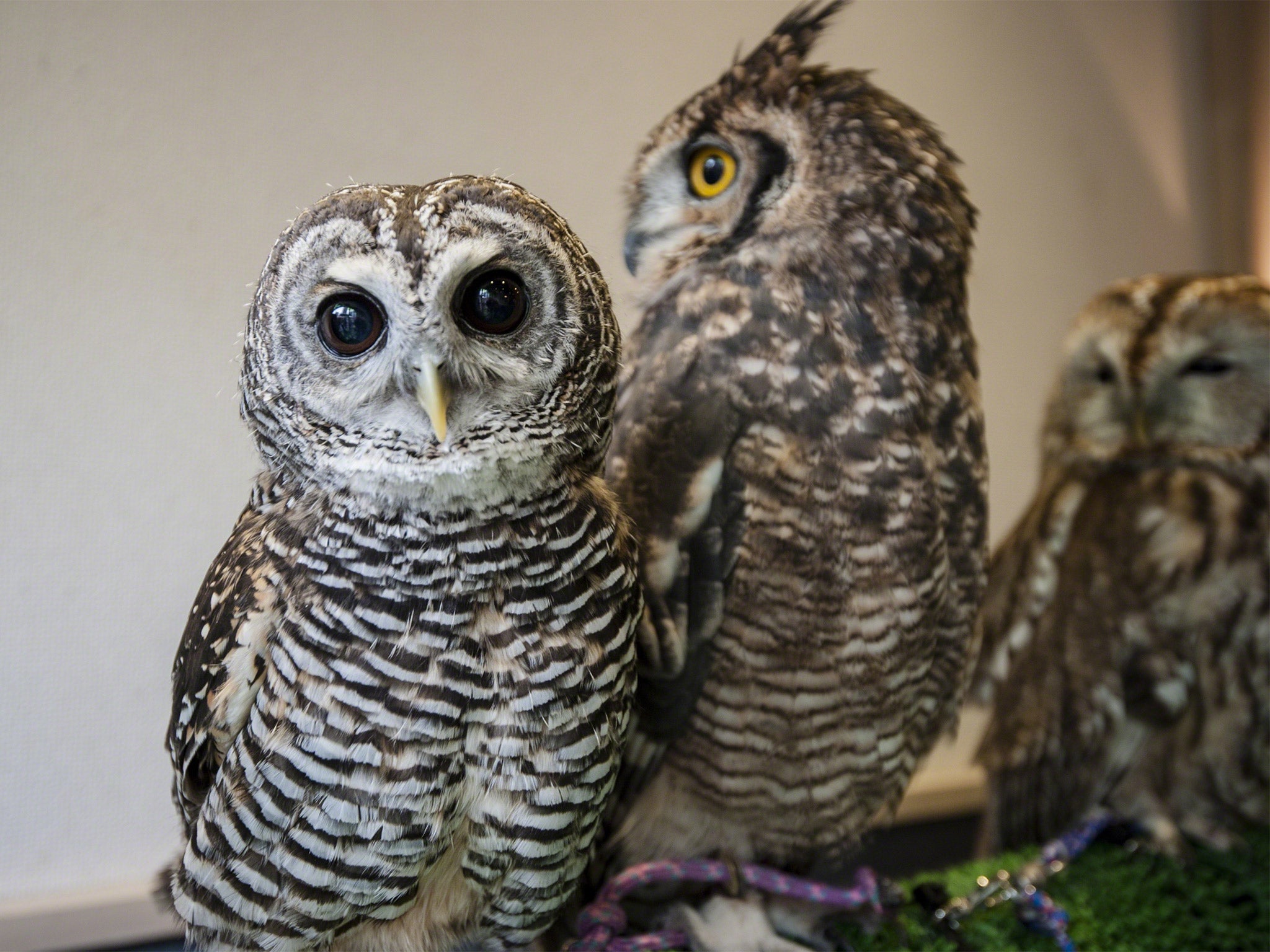 Owls sit on display at Tori-no Iru Cafe in Tokyo