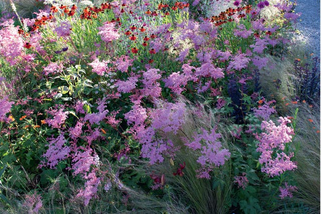 Grand herbaceous borders rule at June Blake's Wicklow garden