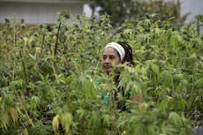 Chile harvests marijuana in project to help ease cancer sufferers' pain