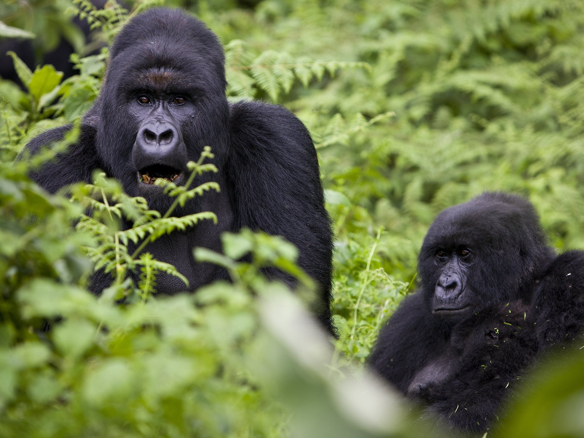 Mountain gorillas may not be prone to the same genetic problems of inbreeding that have aided the demise of other species