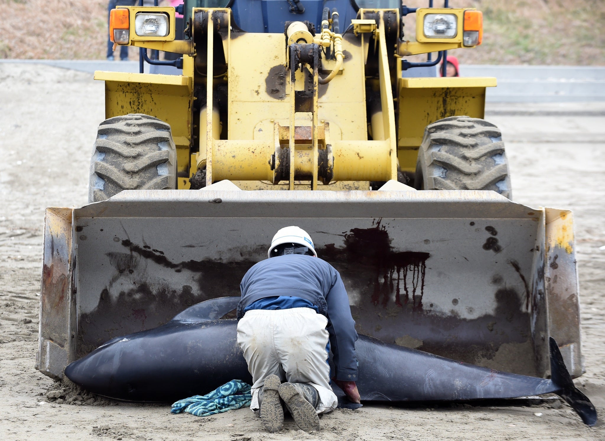 Dead dolphin being loaded onto a digger this morning (AFP/Getty Images)