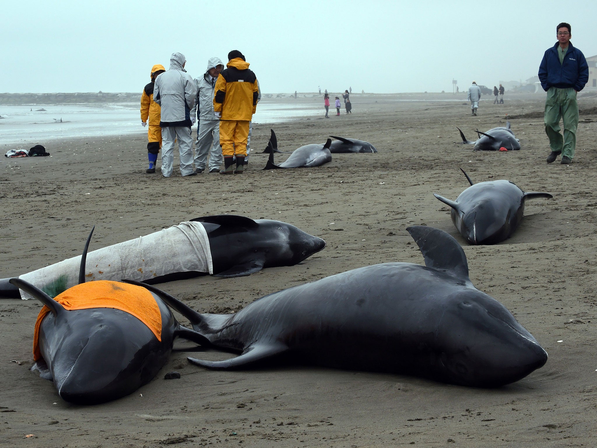 More than 140 dolphins found themselves stranded on beach in north-east of Tokyo