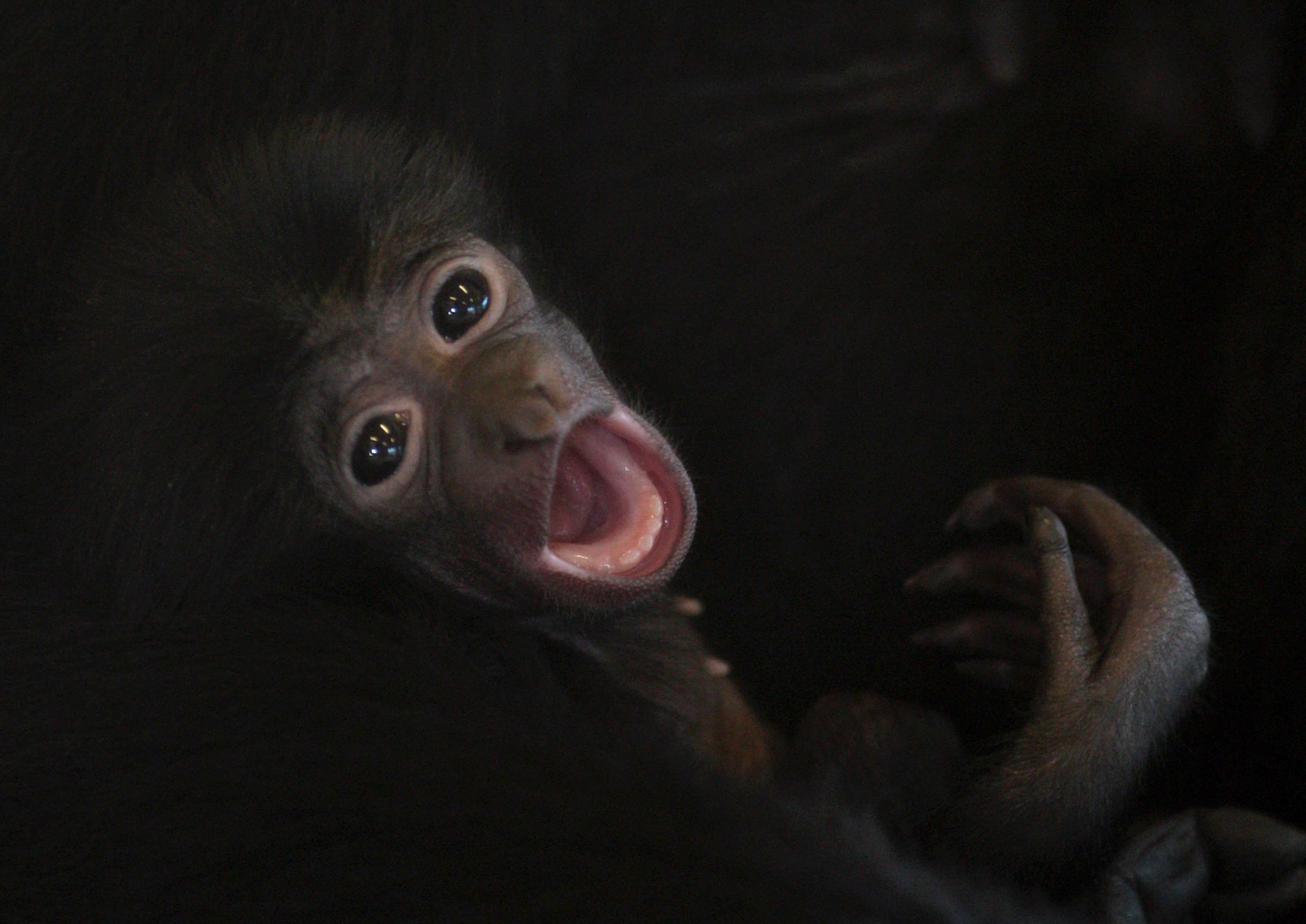A one month old baby Siamang Gibbon sits with its mother and calls out