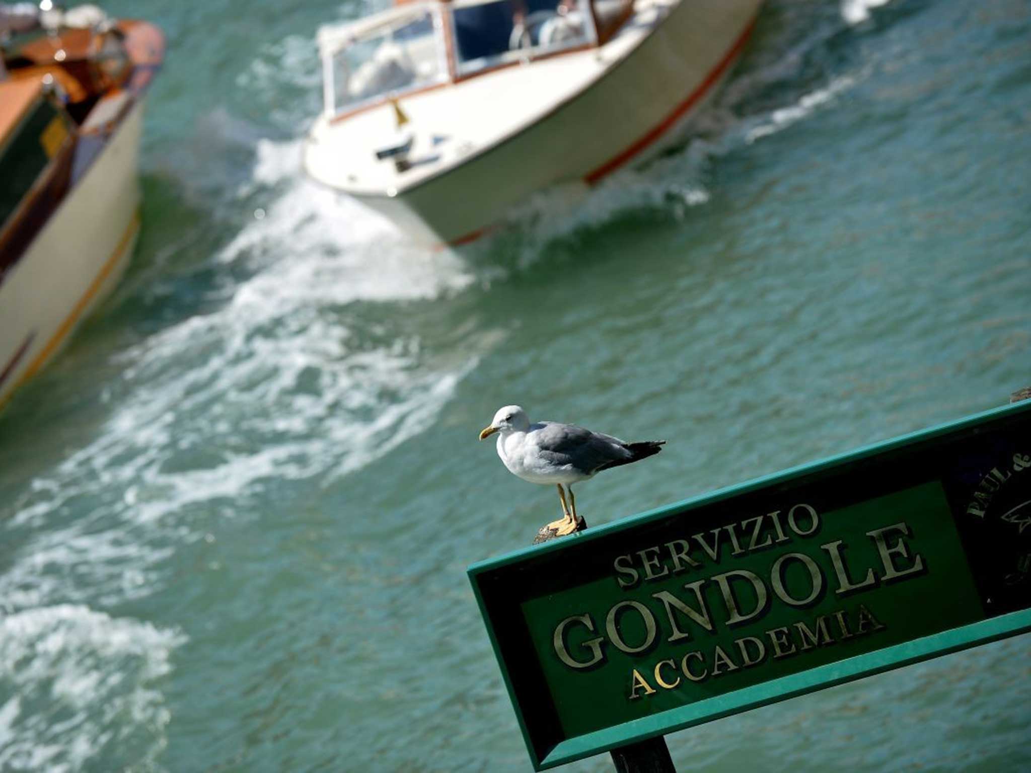 Officials have said they plan to remove seagulls’ nests from central Venice