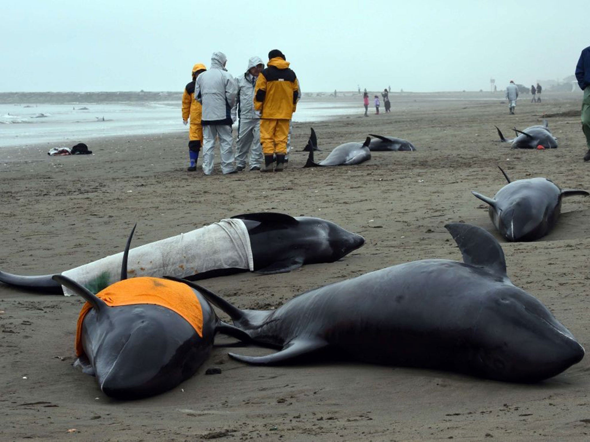 Residents attempt to save melon-headed whales beached on the shore of Hokota city, northeast of Tokyo