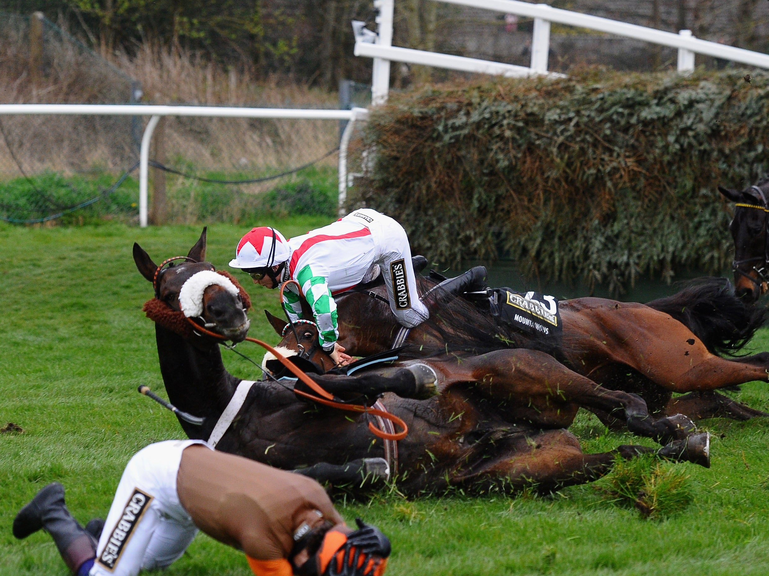 Horses, not Seedling, fall in the Grand National