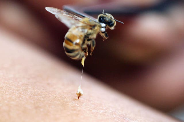 Small but mighty: for an unlucky minority, bee stings can trigger anaphylactic shock, which is potentially fatal 