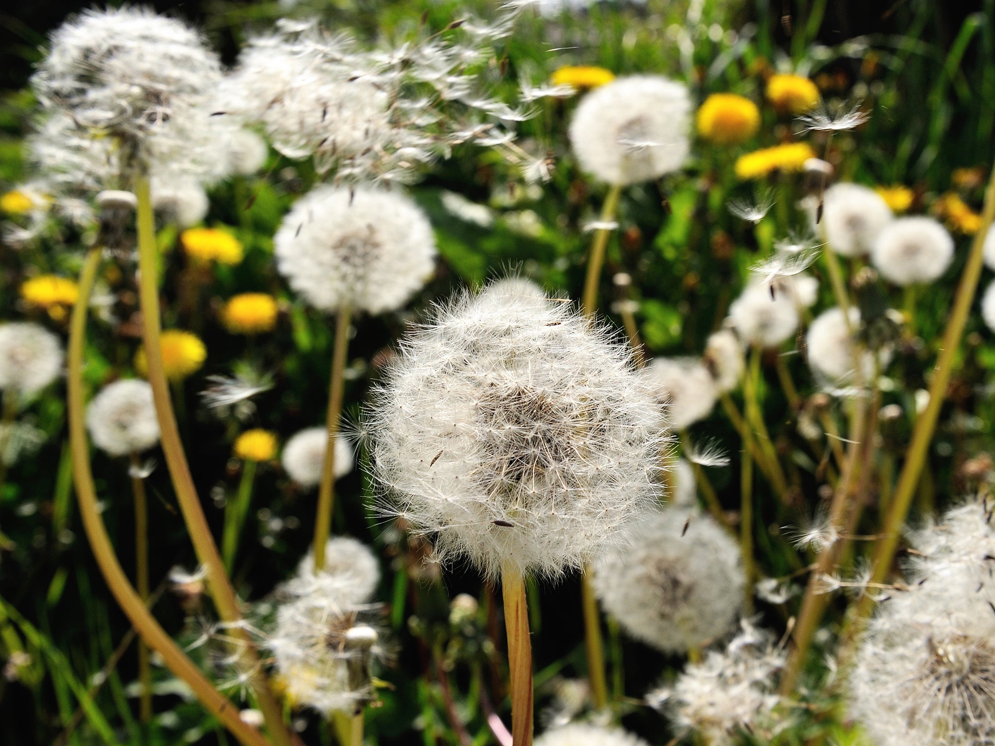 Sneezy does it: dandelions shed their seeds