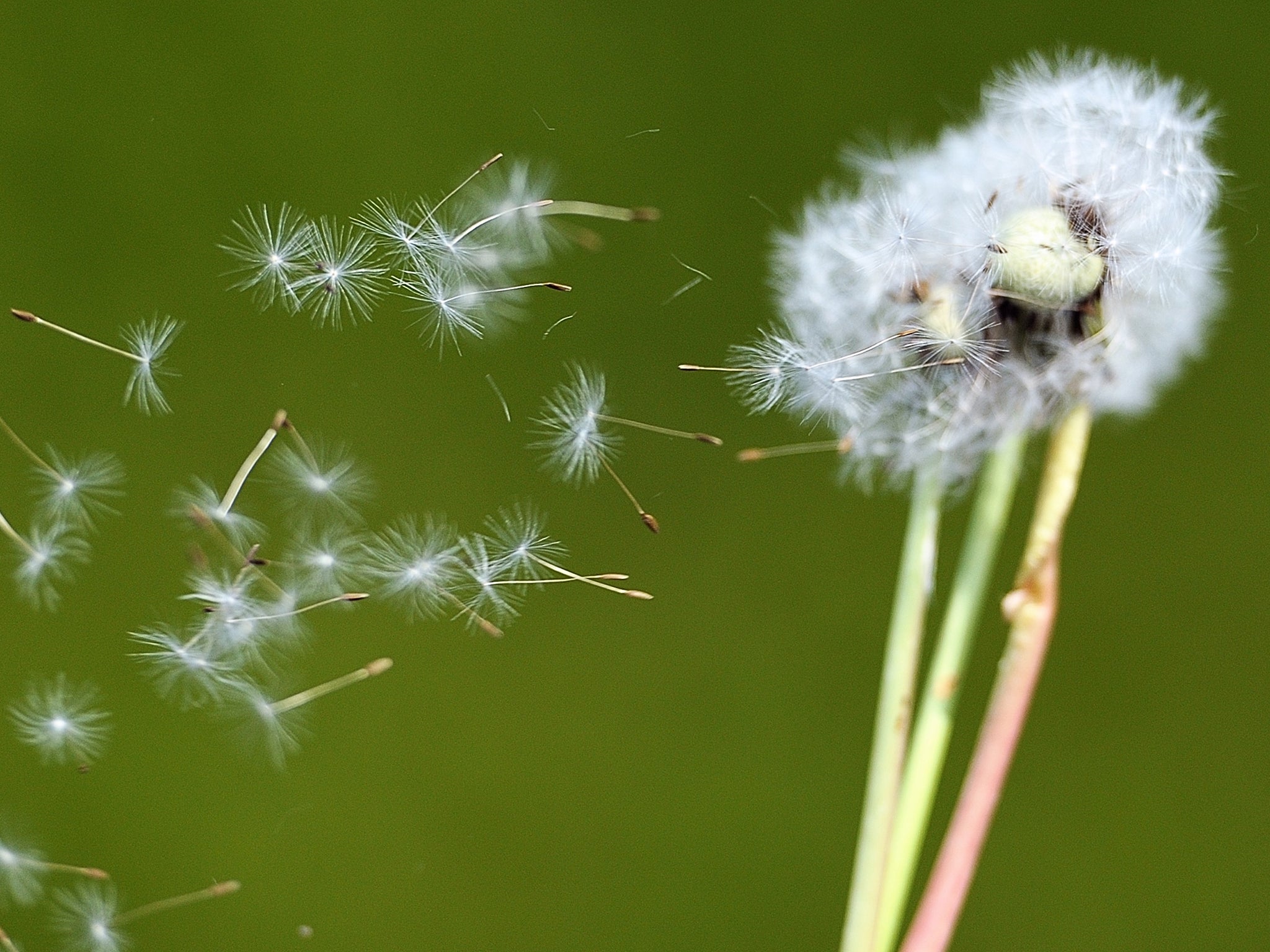 Dandelion seeds blow in the wind in Godewaersvelde, northern France