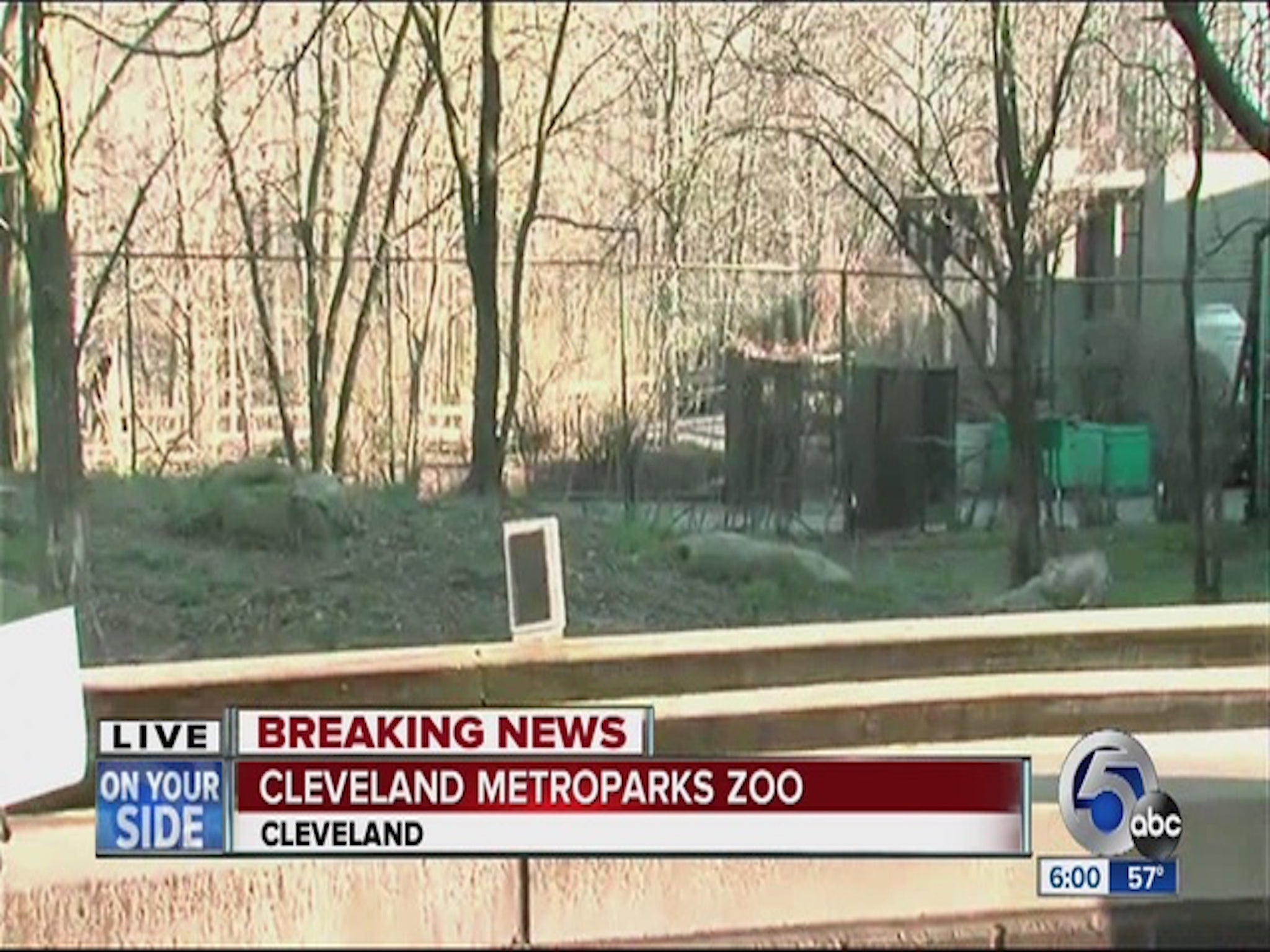 A toddler fell into the cheetah's enclosure at a Cleveland zoo