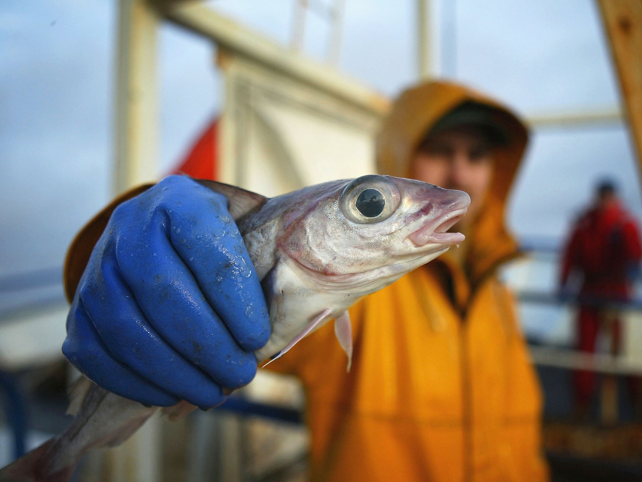 Haddock, lemon sole and plaice could well be replaced by more southern, edible species such as hake, red mullet, gurnard, John Dory, sardines and anchovies