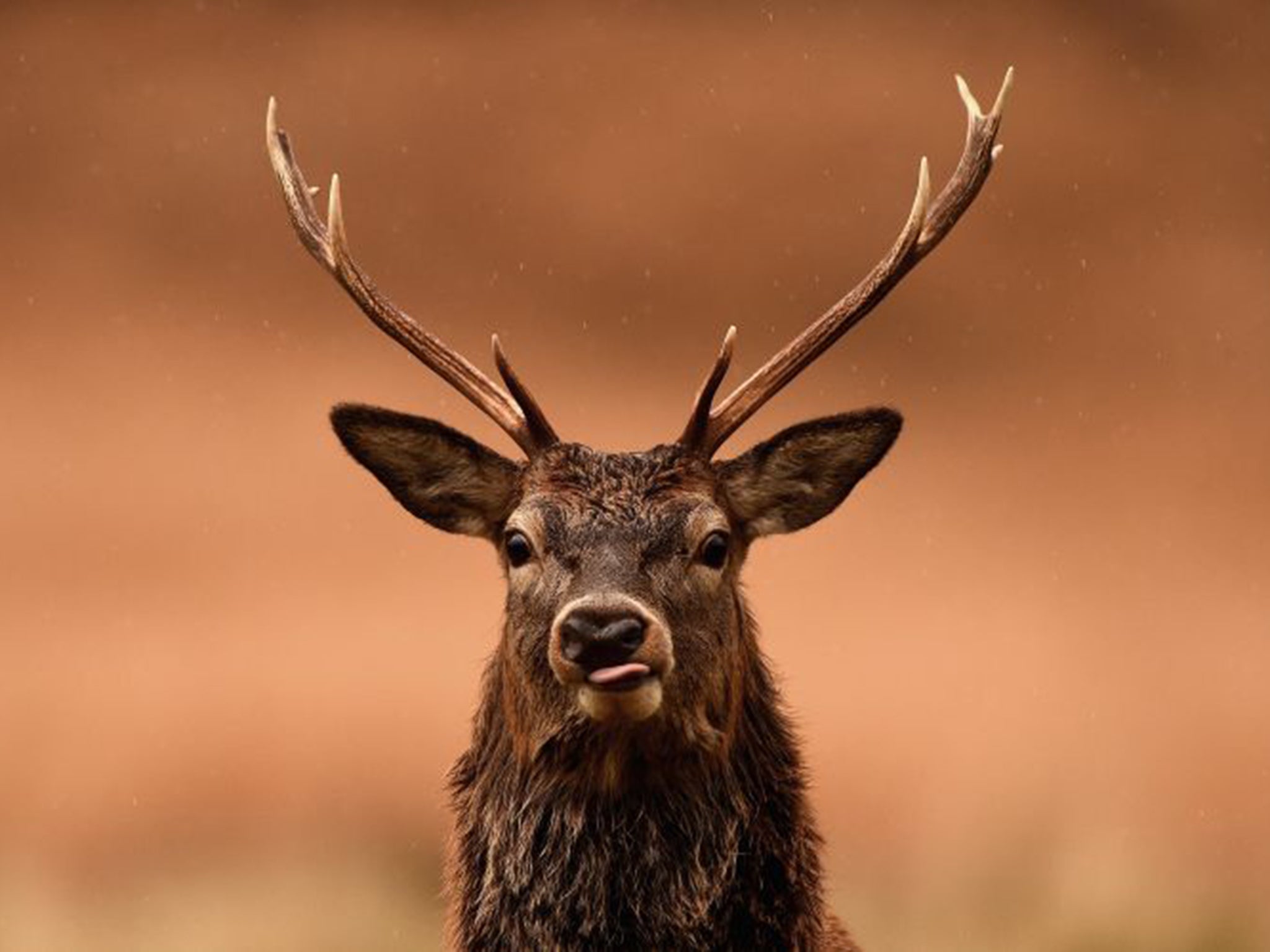 Get off my land: non-native species often get the blame for environmental damage, but the indigenous red deer is just as much of a problem