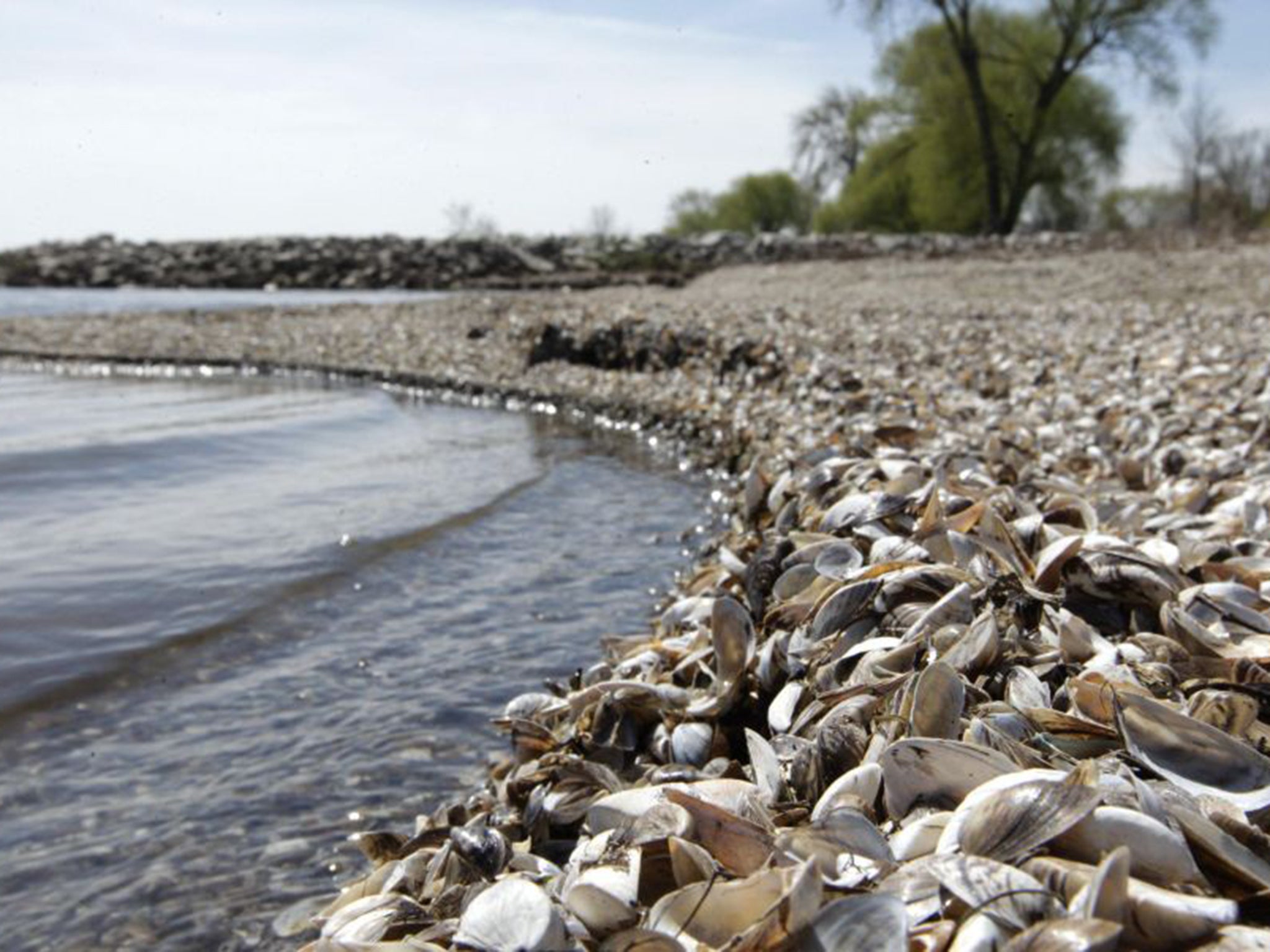 Immigration watch: How about Wisconsin’s zebra mussels, which hail from the Caspian? Good or bad?