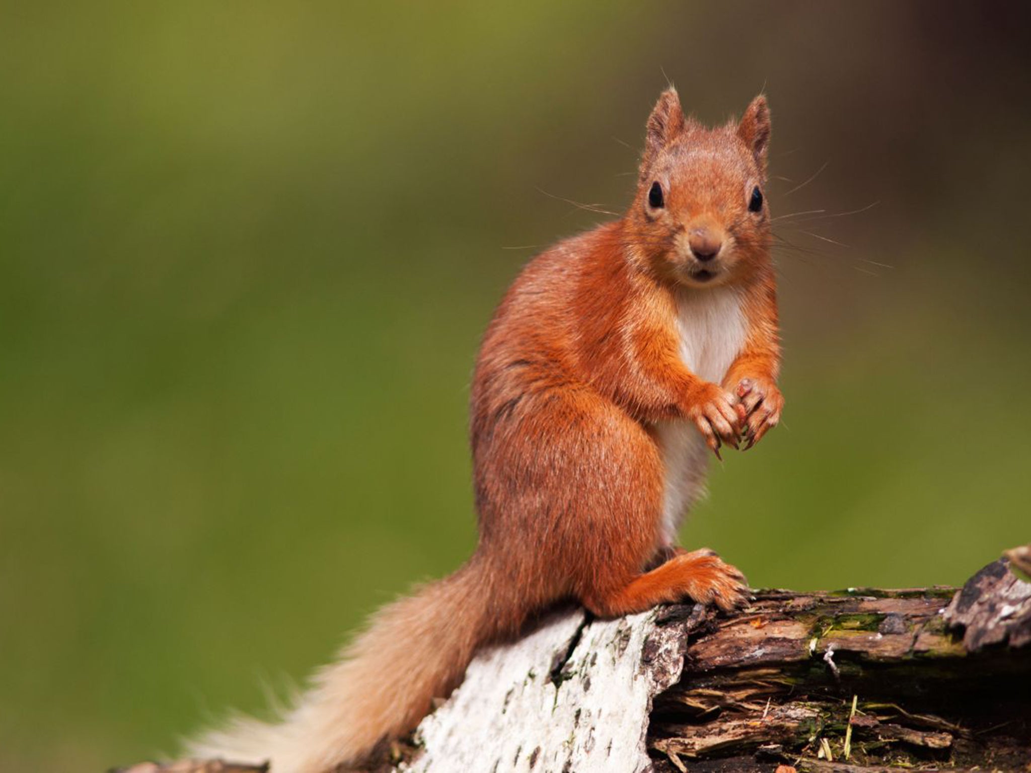 Immigration watch: Are red squirrels ‘good’? (Alamy)