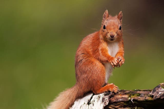 There are only 12 red squirrels left in Grasmere