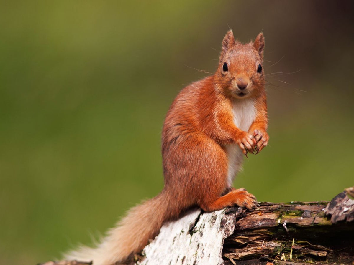 Britain&#39;s last red squirrel population being infected with deadly virus after killer greys infiltrate protected area | The Independent | The Independent