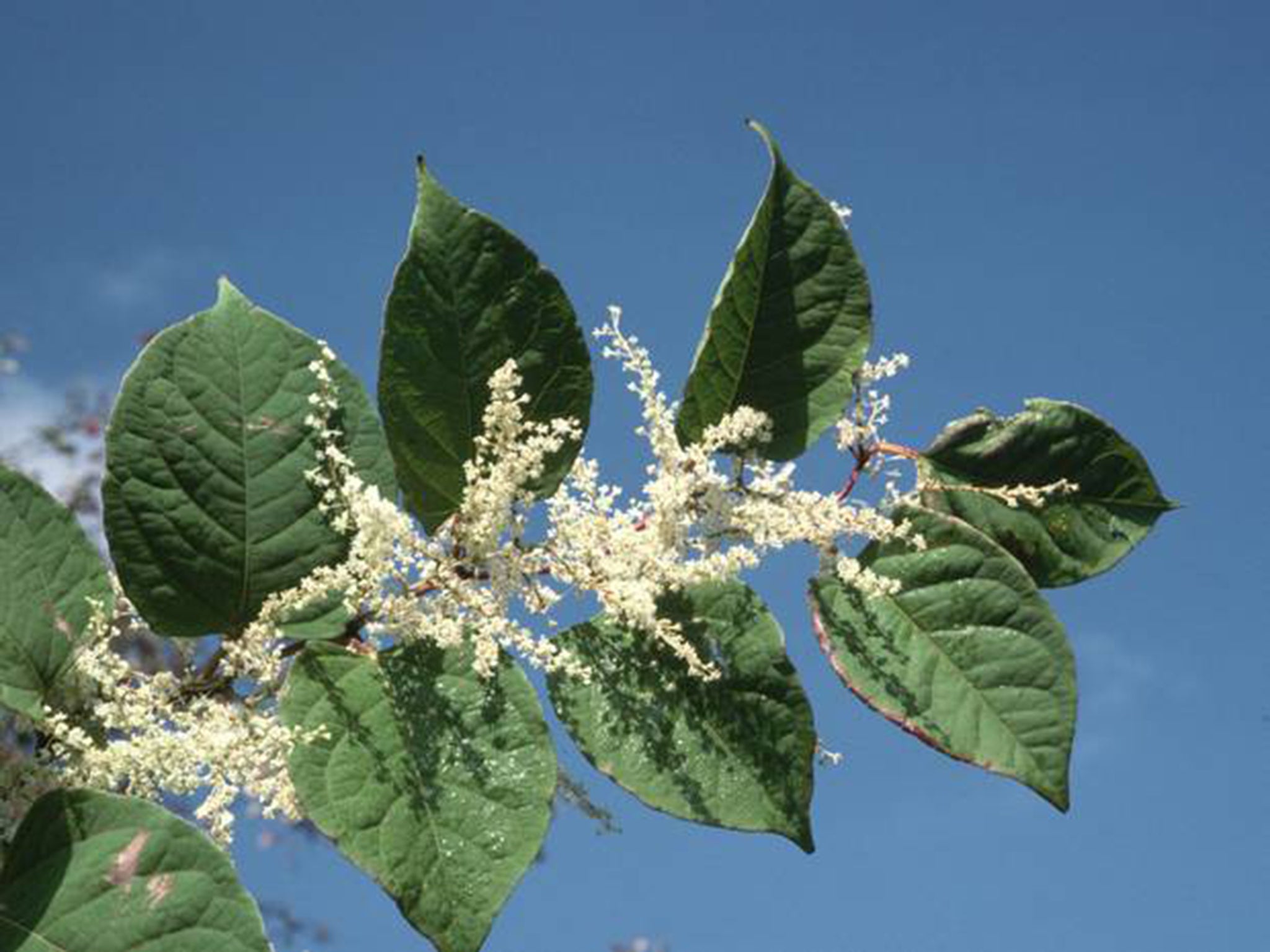 Japanese knotweed is strangling South Wales