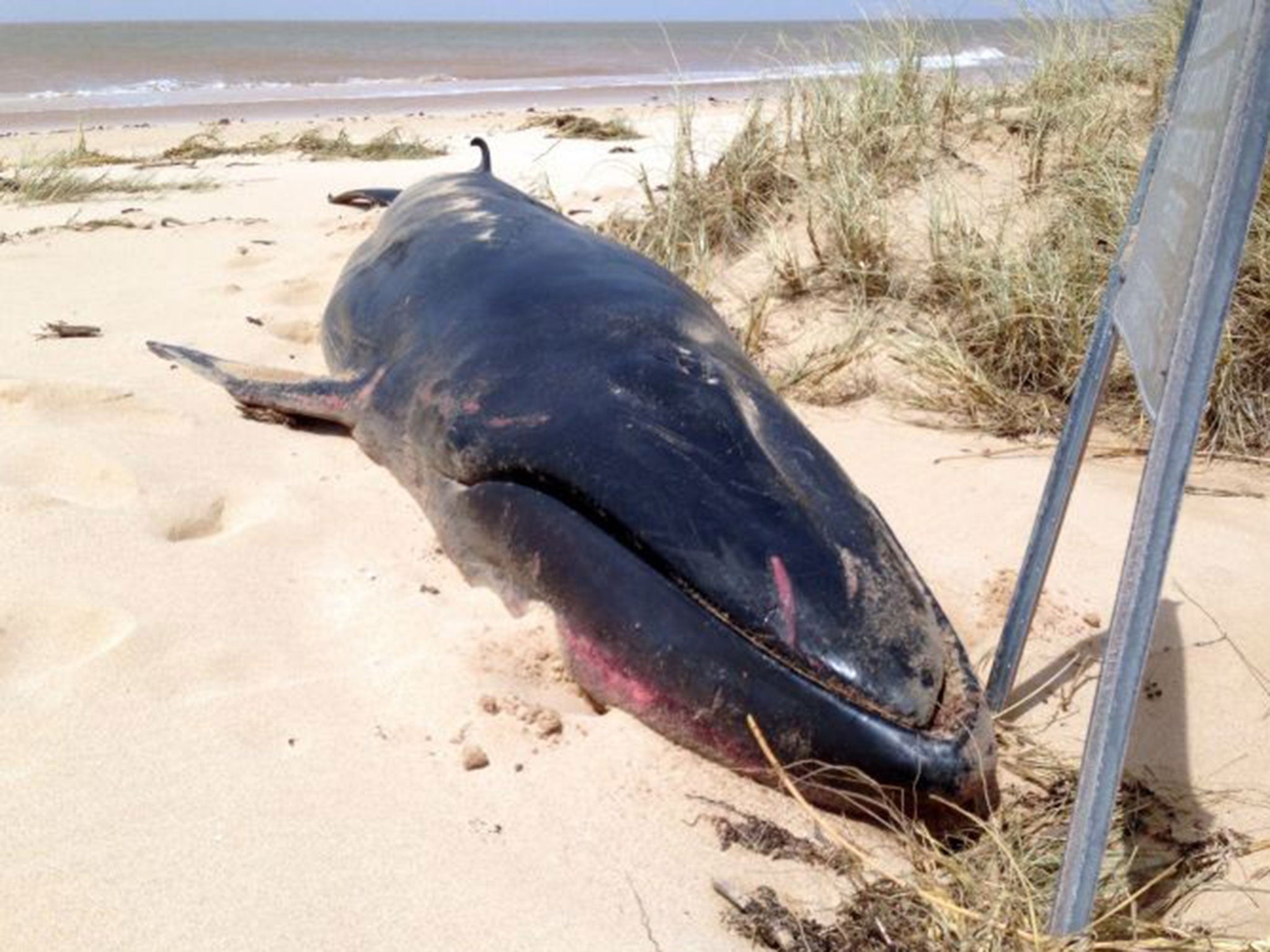 A rarely seen Omura's whale found dead on a remote beach near the town of Exmouth, Western Australia, in March 2015