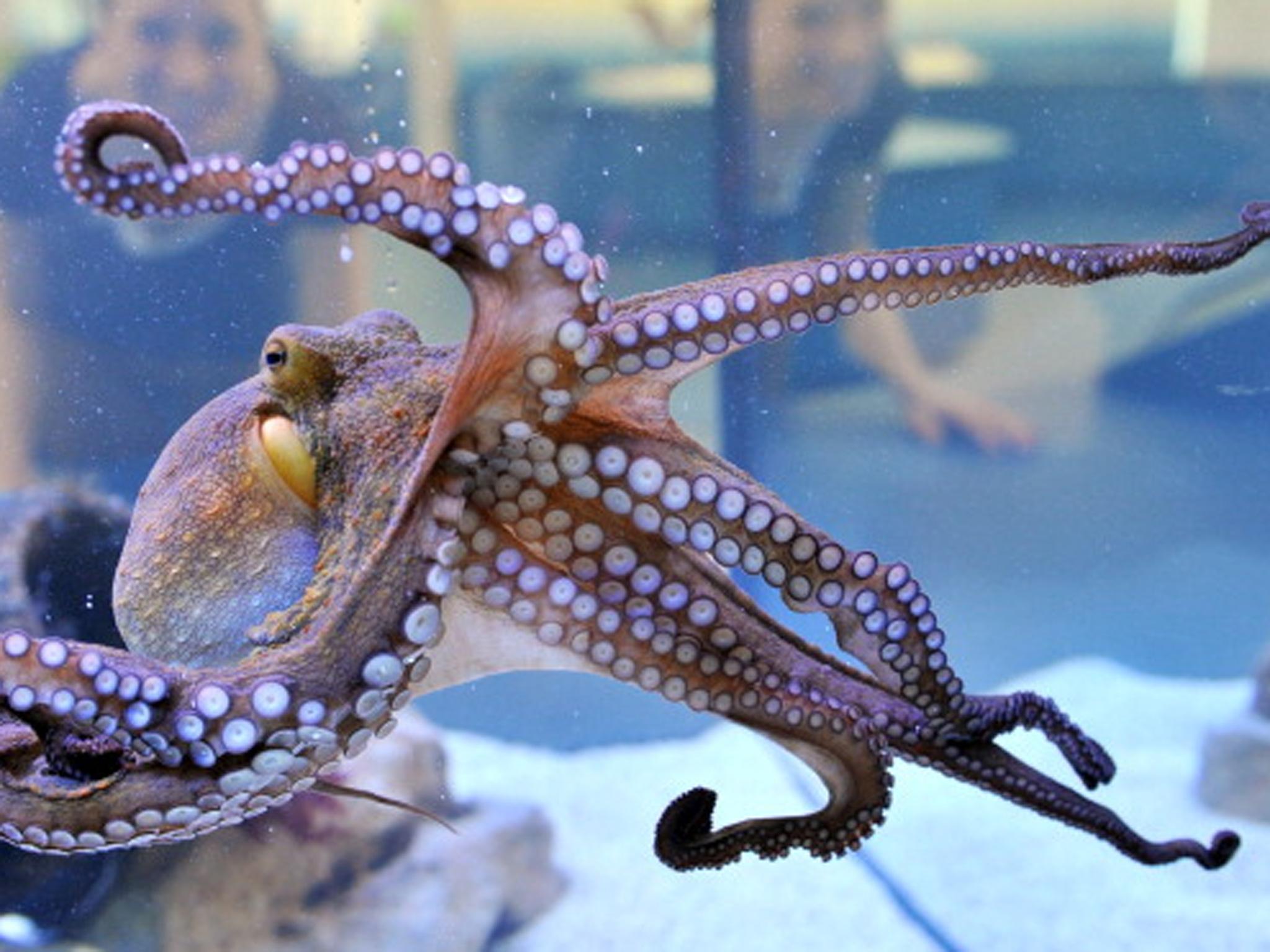 An octopus on display on April 24, 2013 at the State Museum of Natural History in Karlsruhe, Germany