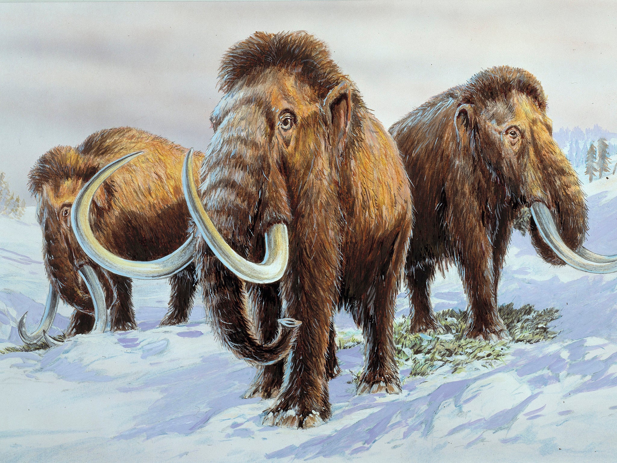 Woolly mammoths’ genes decoded, bringing clues to how they died out and ...