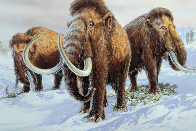 Rising sea levels led to the mammoths becoming trapped on a remote Alaskan island