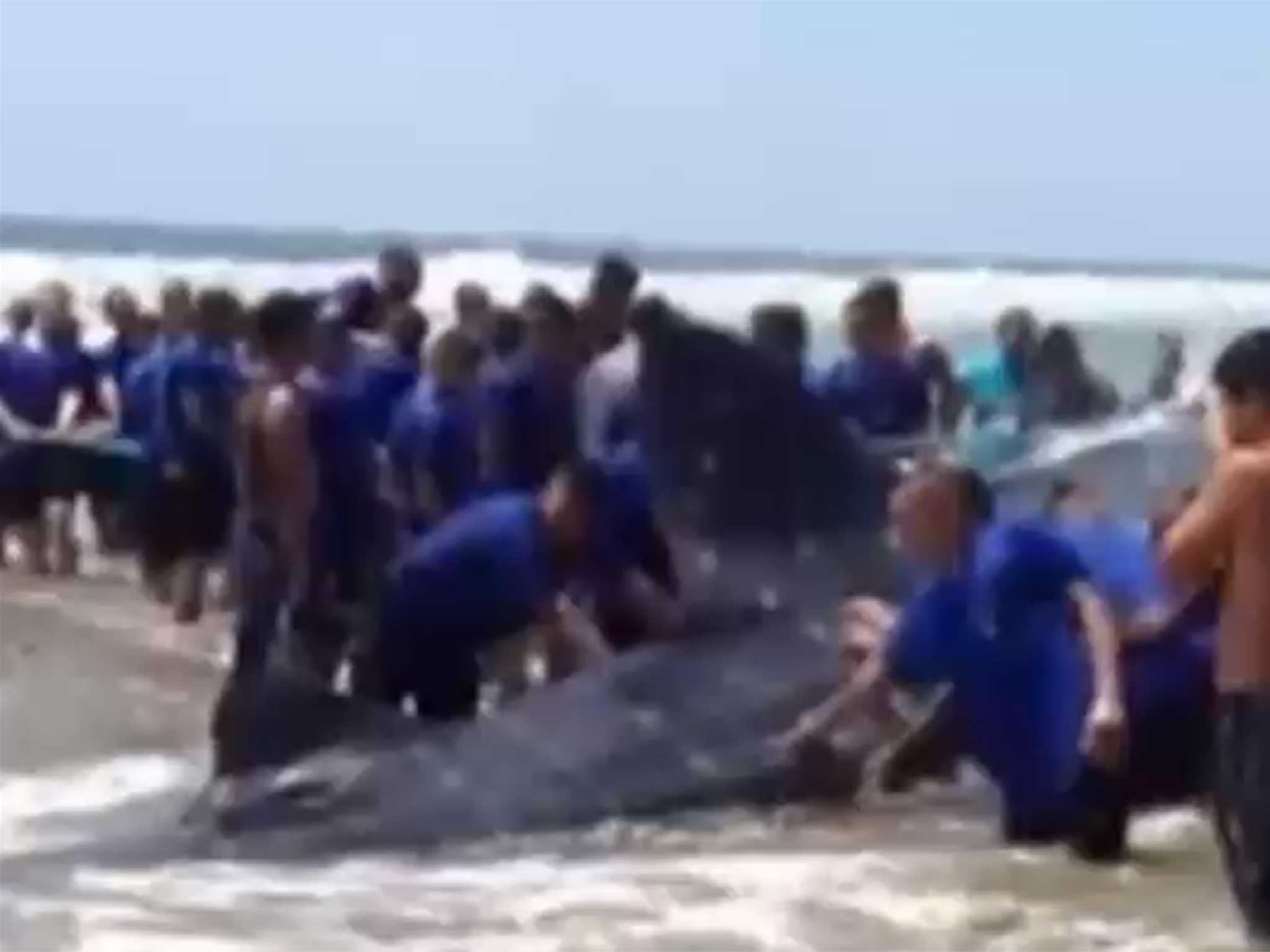 Rescuers unsuccessfully battling to save the giant beast