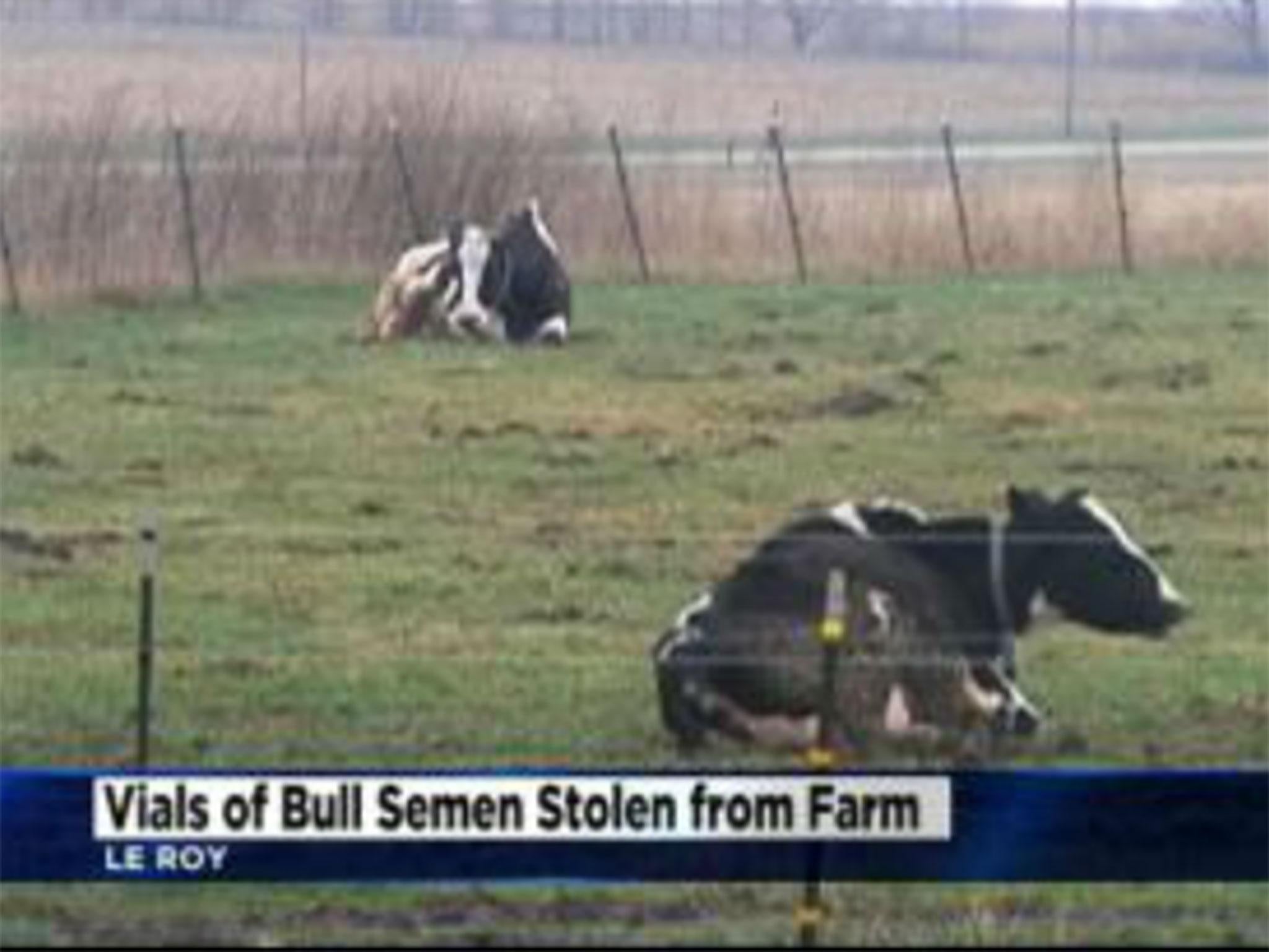 Police said the bull semen was surprisingly valuable