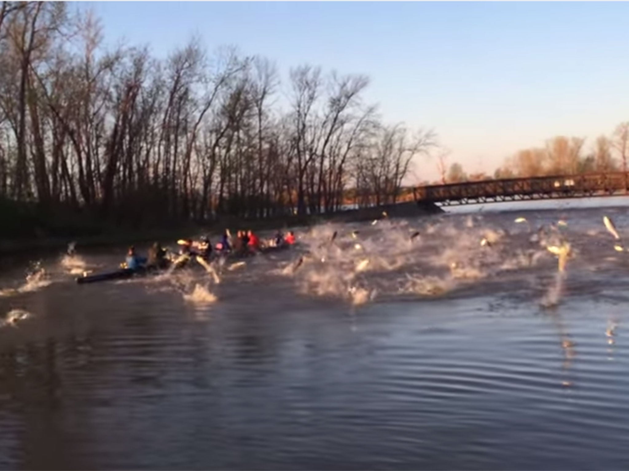 Flying fish attack university rowing team