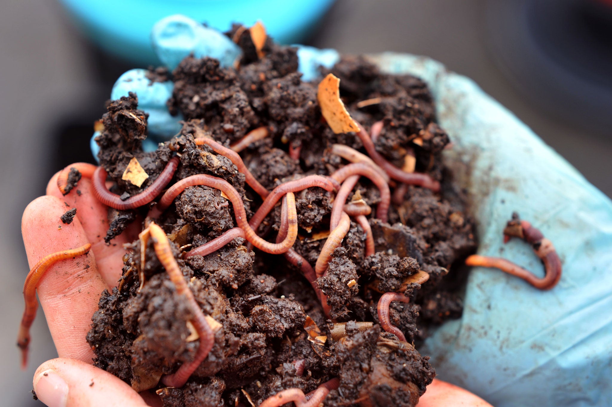 A hand presents earthworms above a worm composter filled up with kitchen waste.