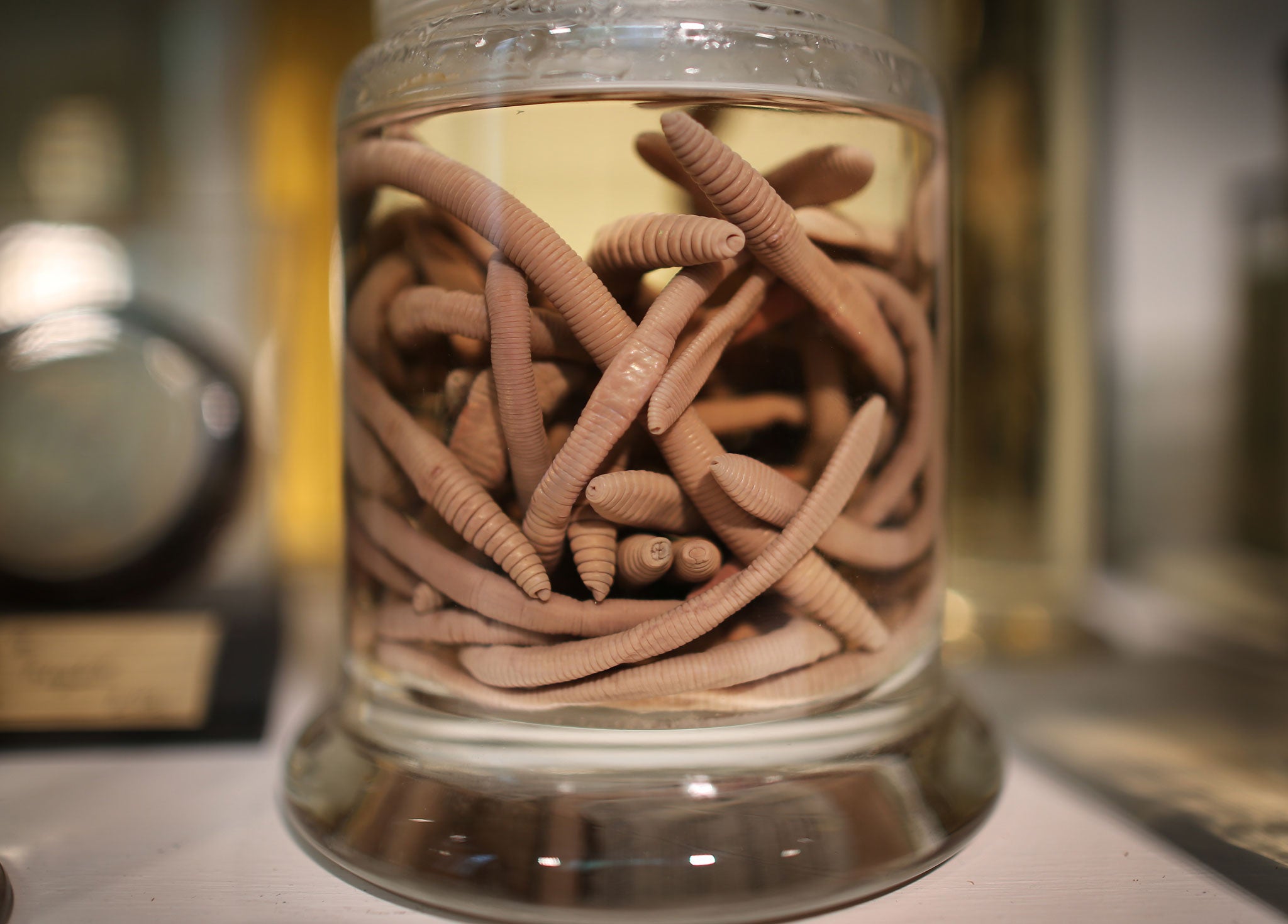 Earthworms preserved at The Grant Museum of Zoology.