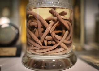 Lombrices de tierra conservadas en el Museo Grant de Zoología.