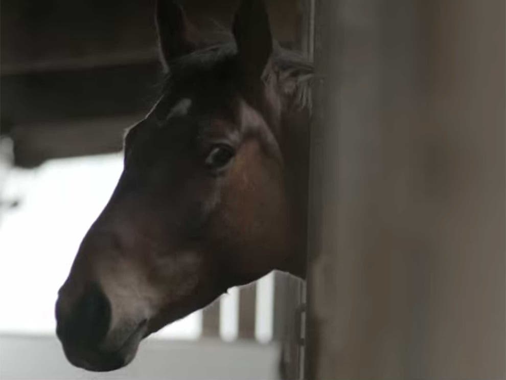 Dark Horse The Incredible True Story Of Dream Alliance 2015 Dark Horse: The Incredible Story Of Dream Alliance, film review: Lots