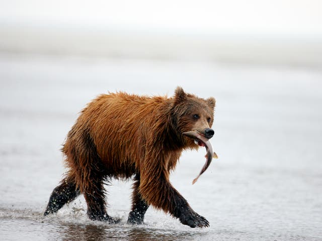 A brown bear grabs a salmon – but many go for fruit and that could disturb other ecological links, scientists say