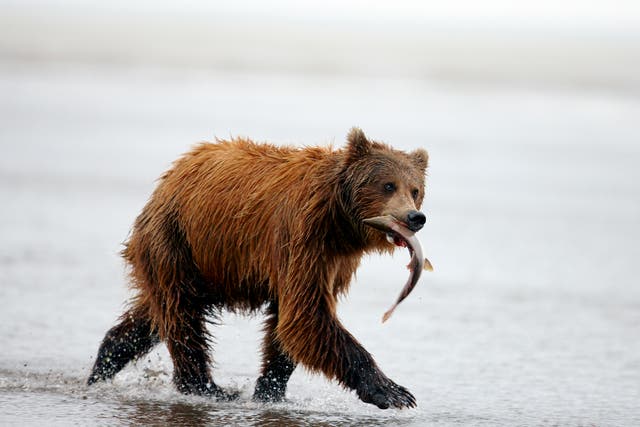 A brown bear grabs a salmon – but many go for fruit and that could disturb other ecological links, scientists say