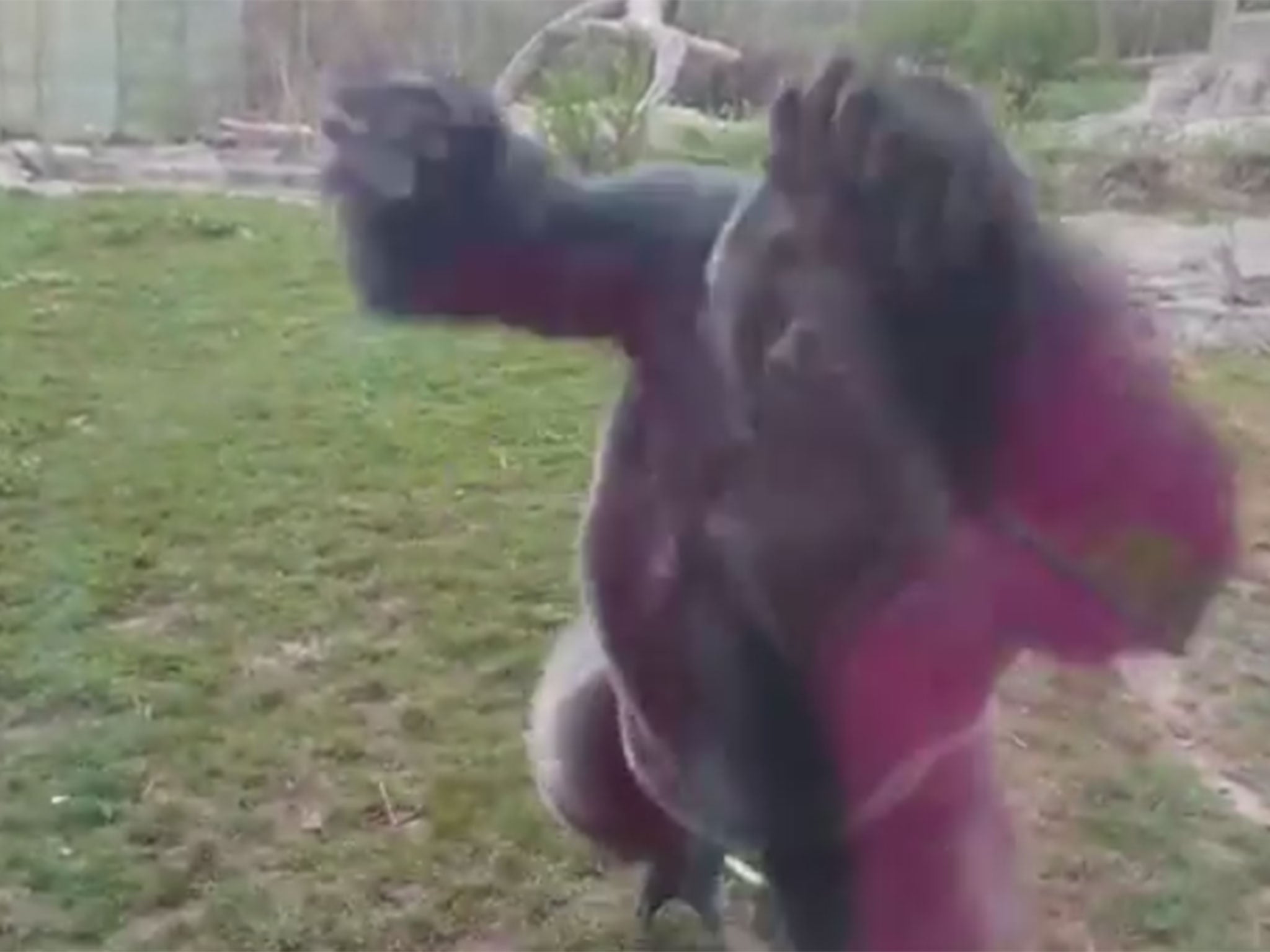 The Gorilla attacked the window at Henry Dorly Zoo in Omaha