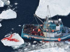 Canada seal hunting: Shocking images expose brutality of commercial