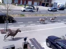 Zebras cause chaos in Brussels after going on the run from farm near
