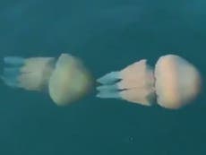 British beaches could close because of jellyfish