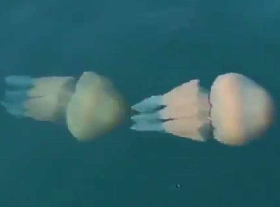 The barrel jellyfish filmed from a boat on the coast of Cornwall in April 2015