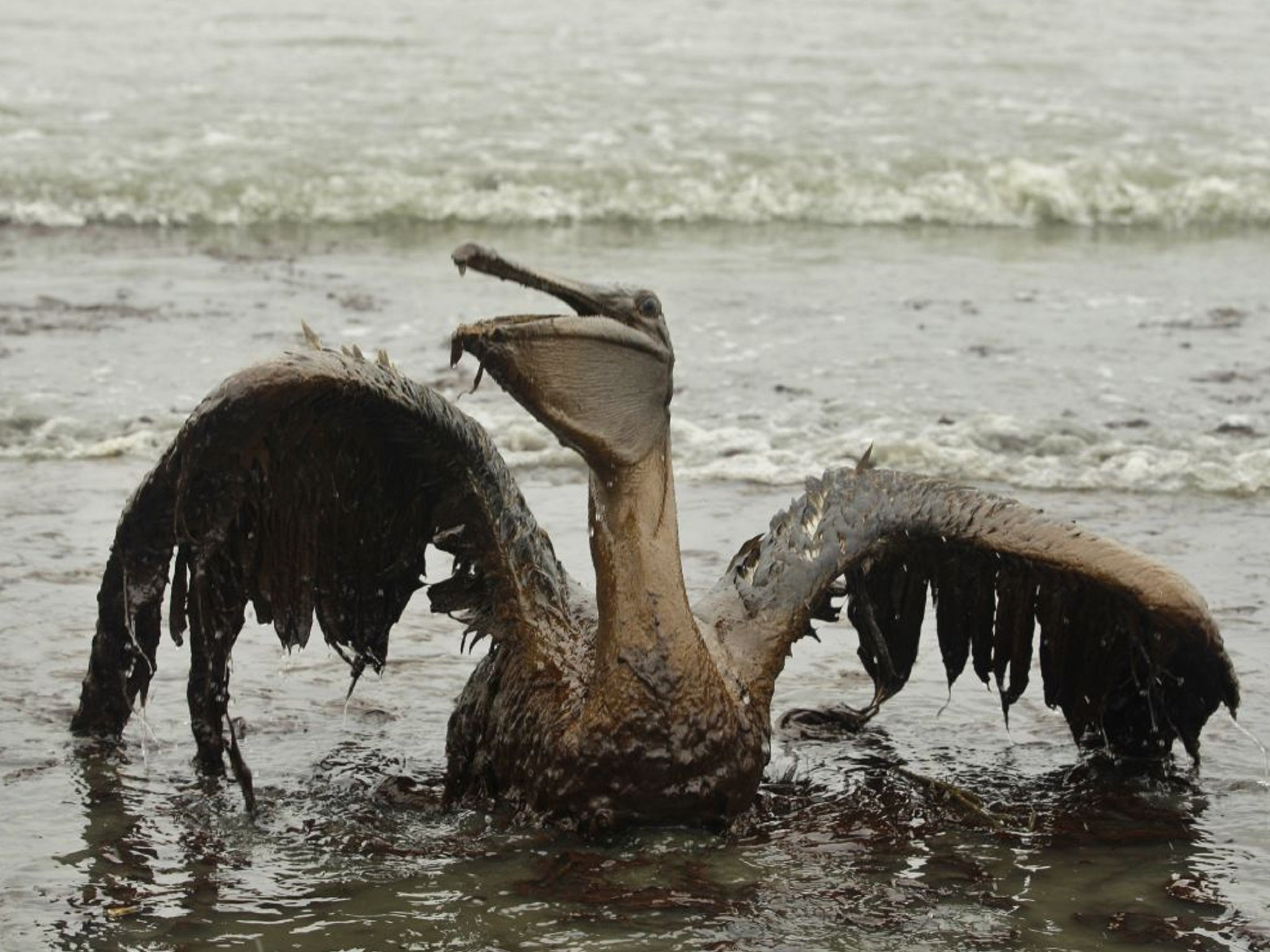 A pelican struggling with being covered in oil from the BP spill