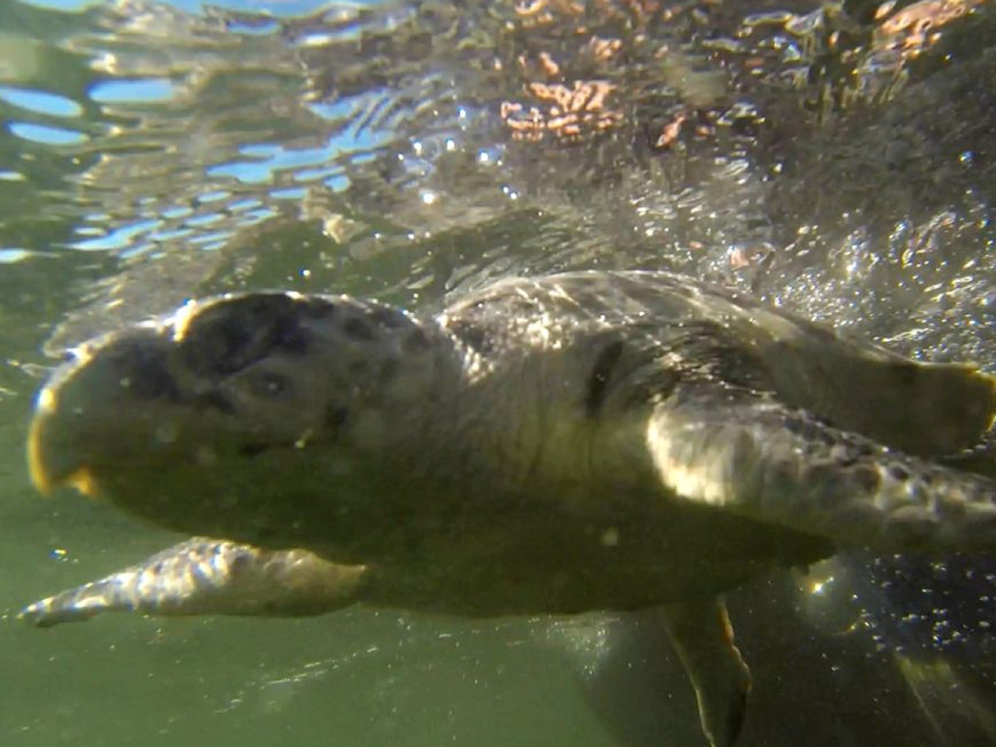 A rehabilitated Kemp's Ridley turtle as it is released into the sea