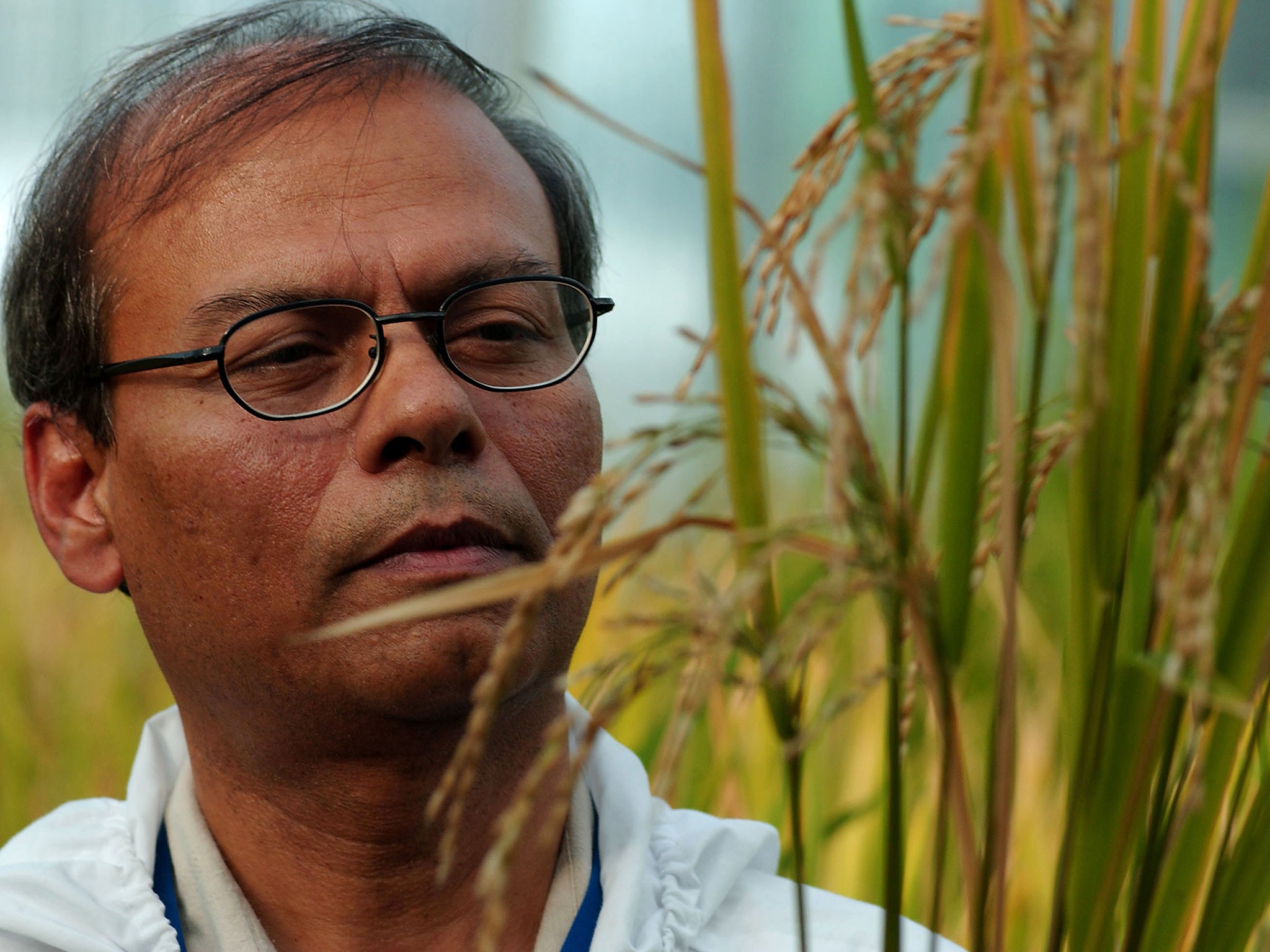 Biotechnologist Dr. Swapan Datta inspects a 'Golden Rice' plant at the International Rice Research Institute