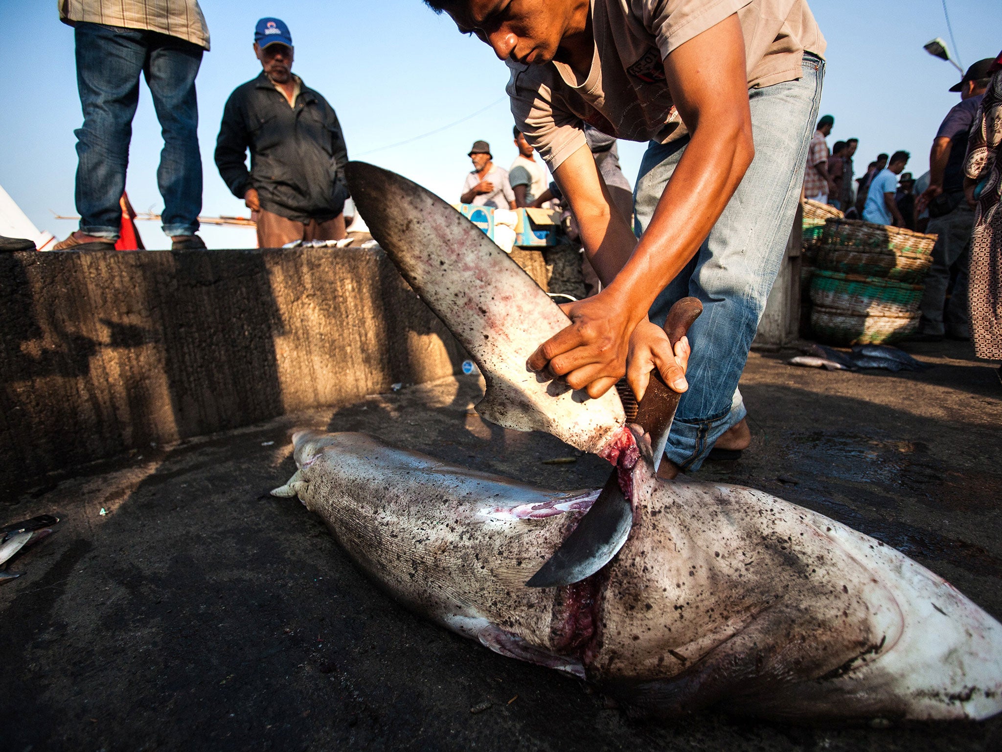 About 100 million sharks are slaughtered each year, mostly to meet demand from affluent Chinese for shark fin soup