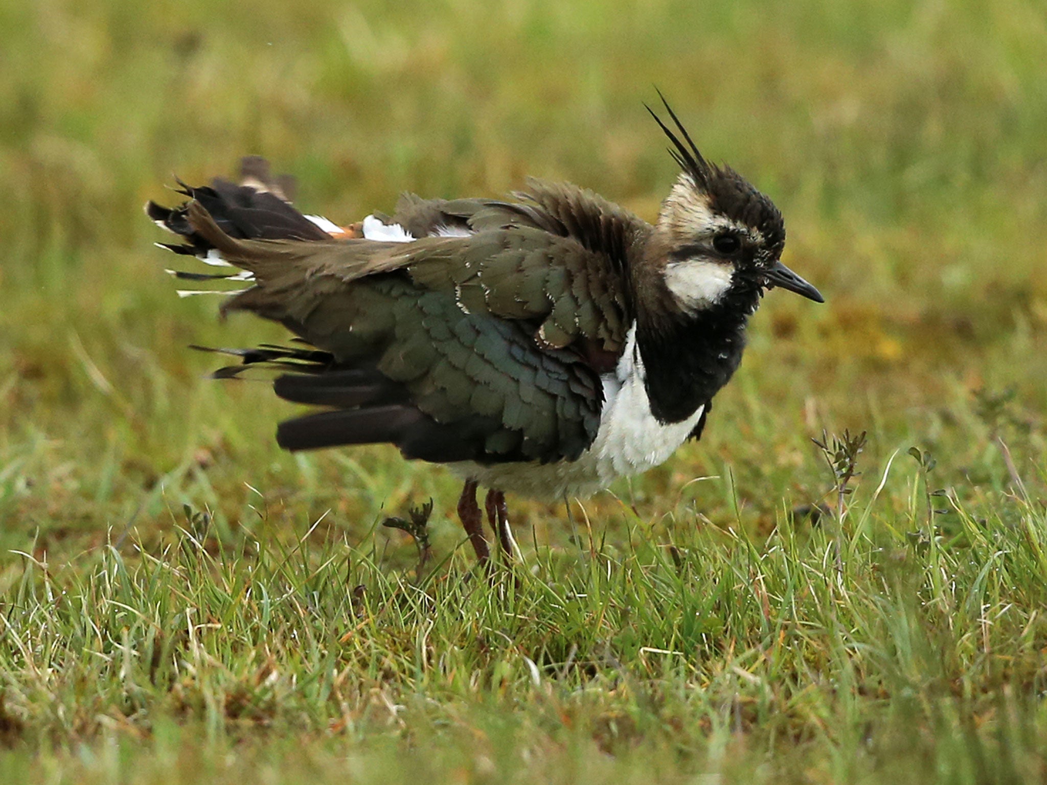 The lapwing population is in decline