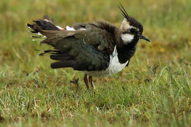 The lapwing population is in decline