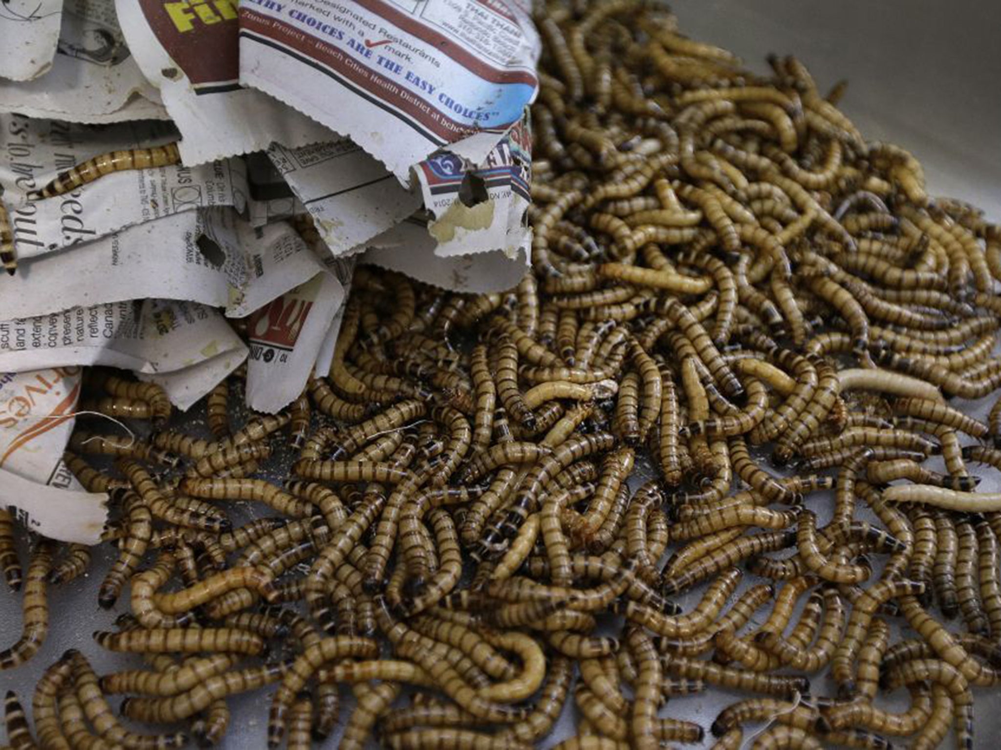 A growing number of "entopreneurs" face a tough job convincing people that crickets, meal worms, pictured, and caterpillars can be tasty treats