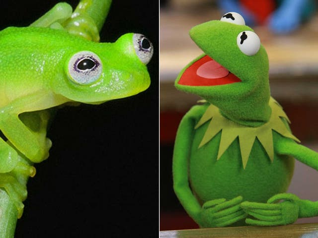 Kermit and his doppleganger Hyalinobatrachium dianae