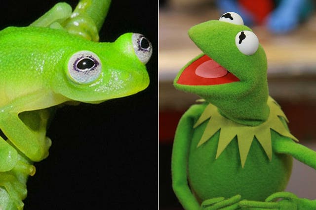 Kermit and his doppleganger Hyalinobatrachium dianae